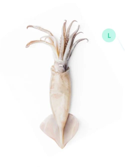 SOTONG / SQUID L (~600G)
