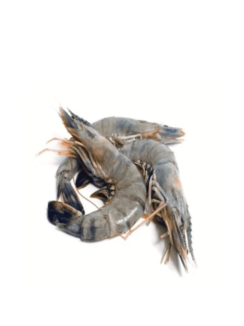UDANG LAUT BESAR / KING PRAWN XL (~1KG)